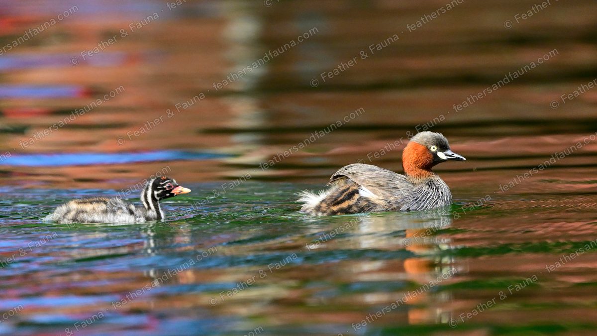 Little Grebe and a striped chick swimming on water with pink and blue reflections.
