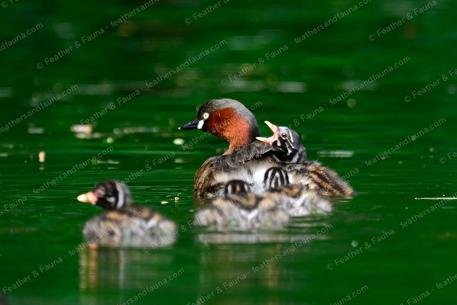 Little Grebe with two striped chicks on green water, one begging with bill open.