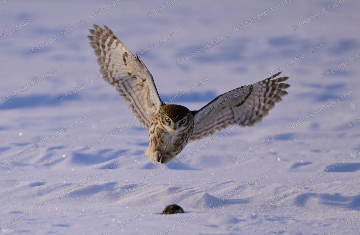Little Owl flying low over snow, wings spread, yellow eyes fixed ahead.