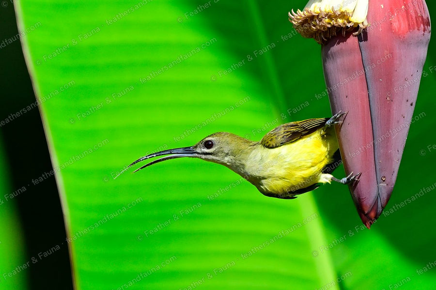 Little Spiderhunter with a very long bill feeding at a banana flower.