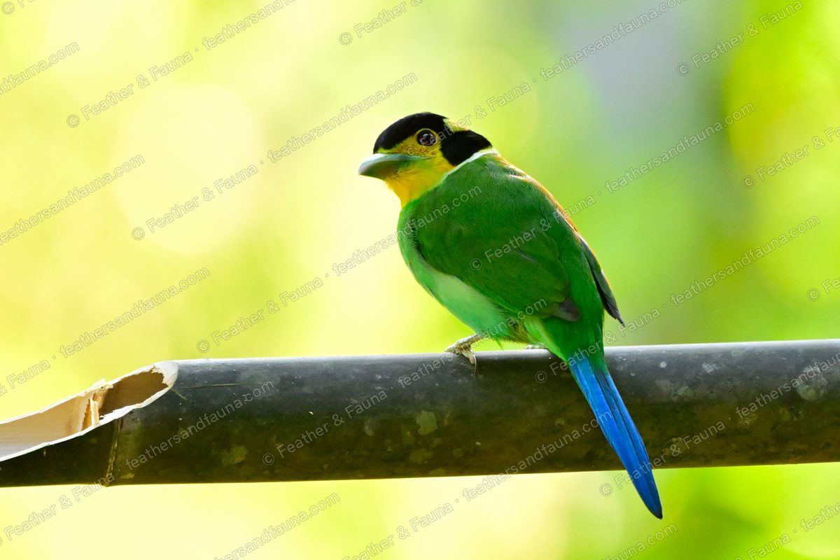 Long-tailed Broadbill with a yellow-and-black face and long blue tail on a perch.