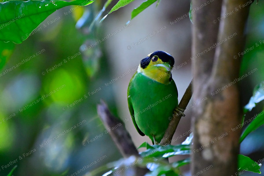 Long-tailed Broadbill facing forward on a branch, yellow-and-black face and green body.