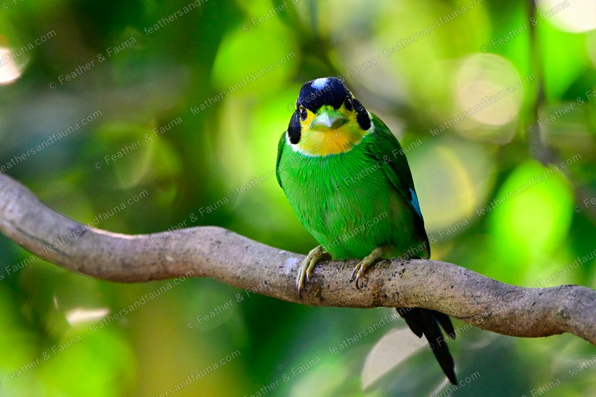 Long-tailed Broadbill facing forward on a branch against golden light.