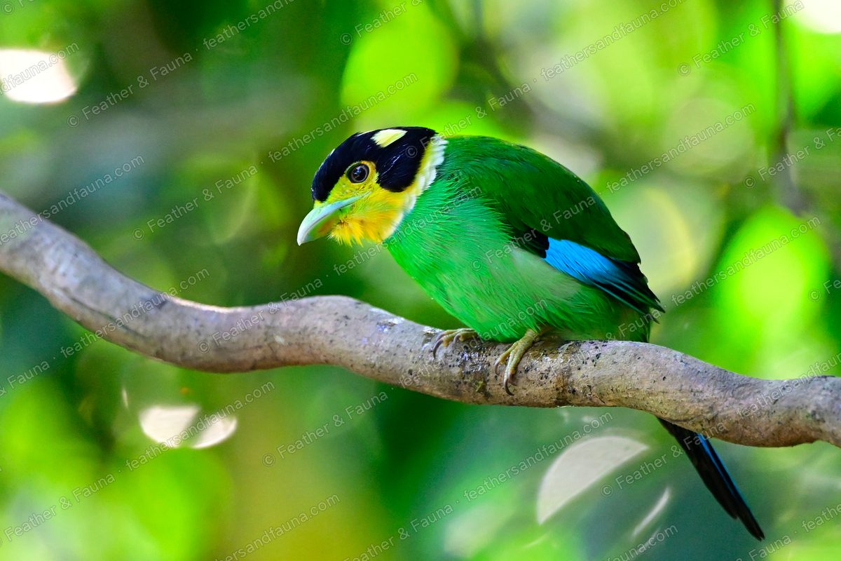 Long-tailed Broadbill leaning forward on a branch, blue wing patch and yellow face.