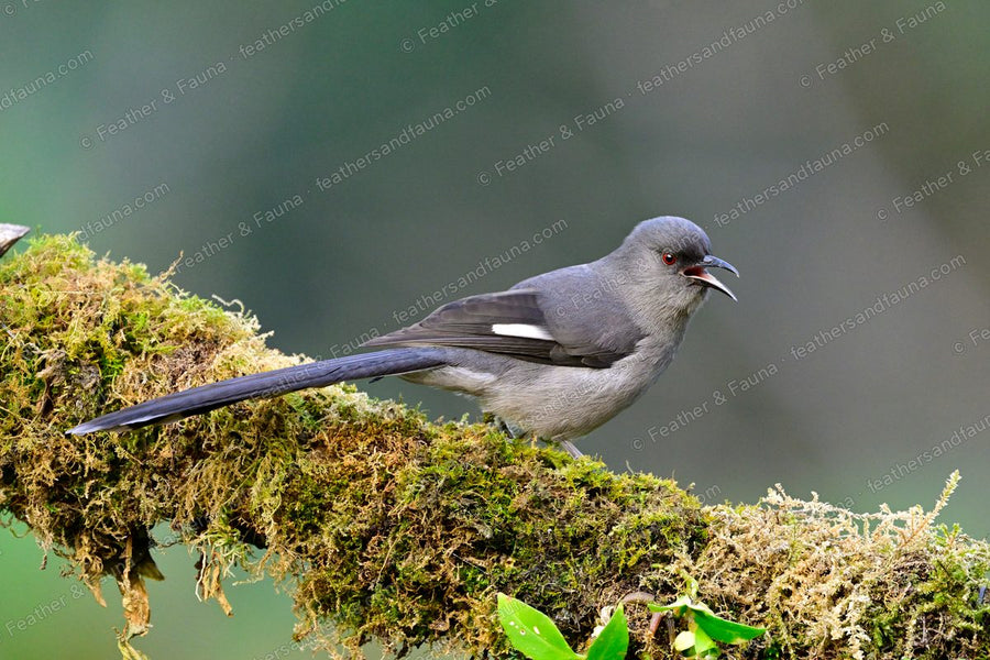 Long-tailed Sibia with a very long grey tail calling on a mossy branch.