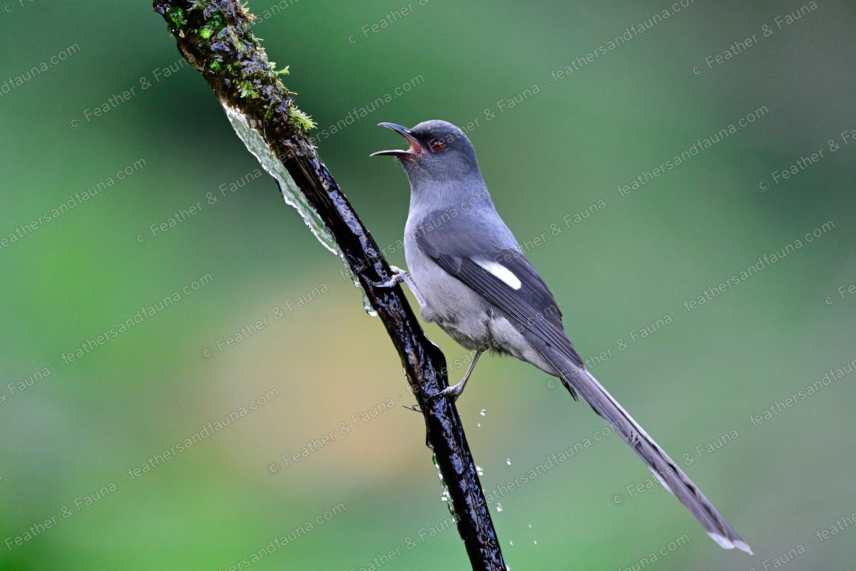 Long-tailed Sibia calling on a wet mossy branch, very long grey tail hanging.