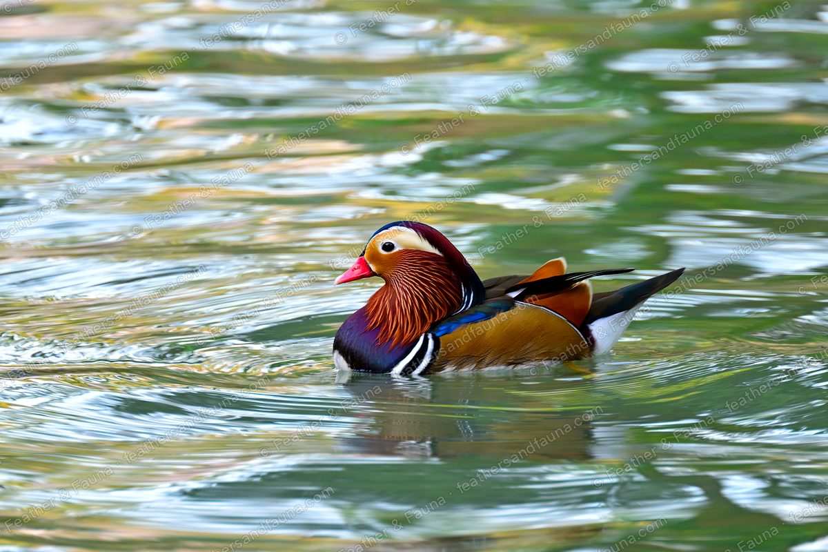Male Mandarin Duck in breeding plumage swimming on rippled green water.