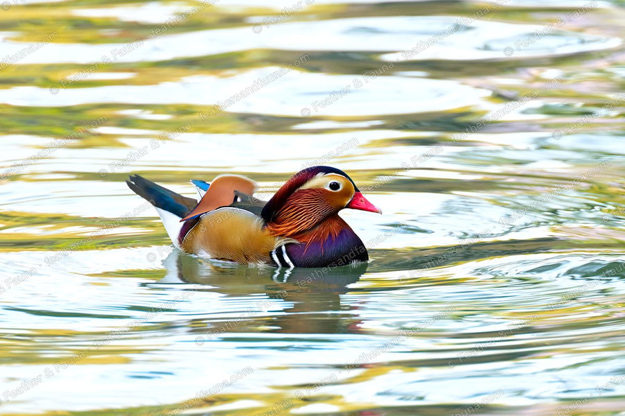 Male Mandarin Duck swimming on golden rippled water.