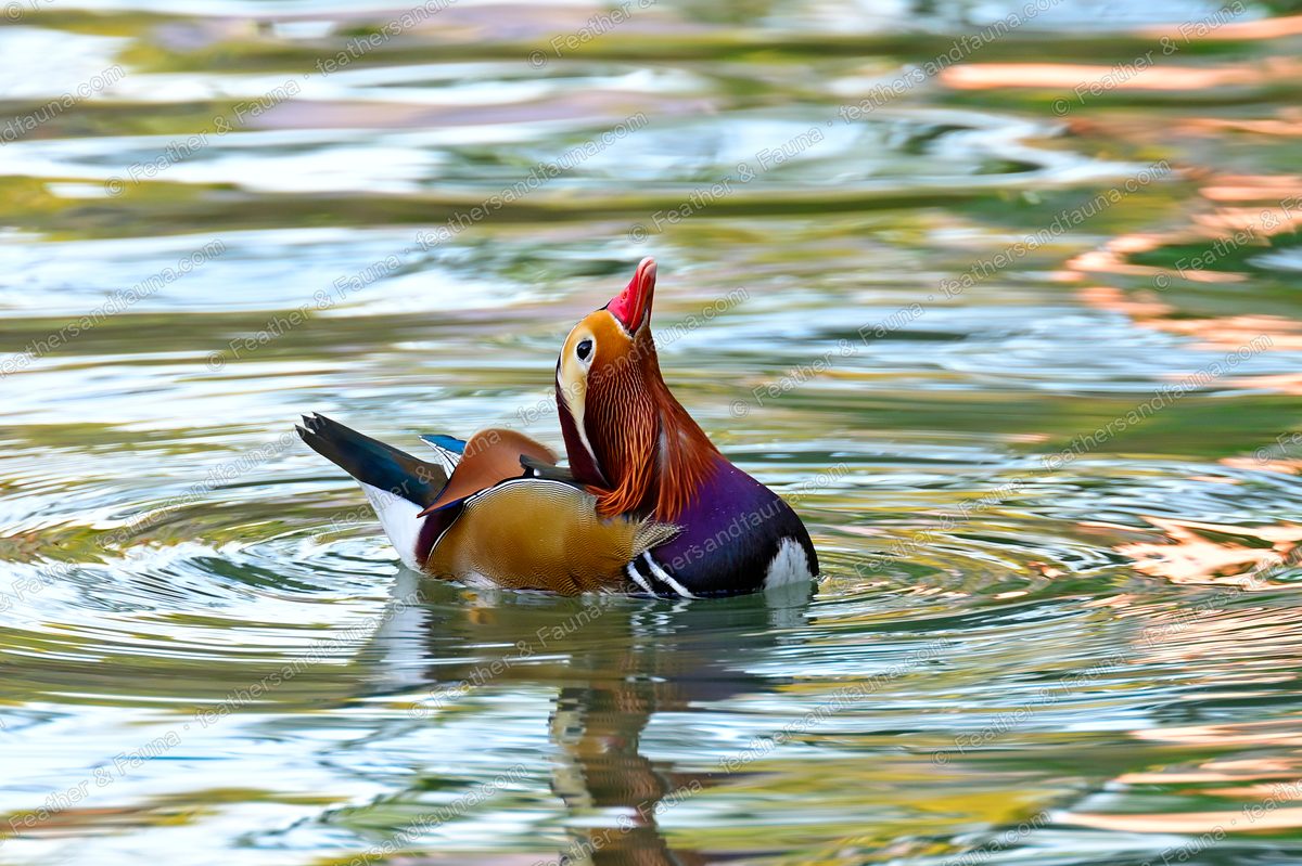 Male Mandarin Duck with head raised on rippled water.