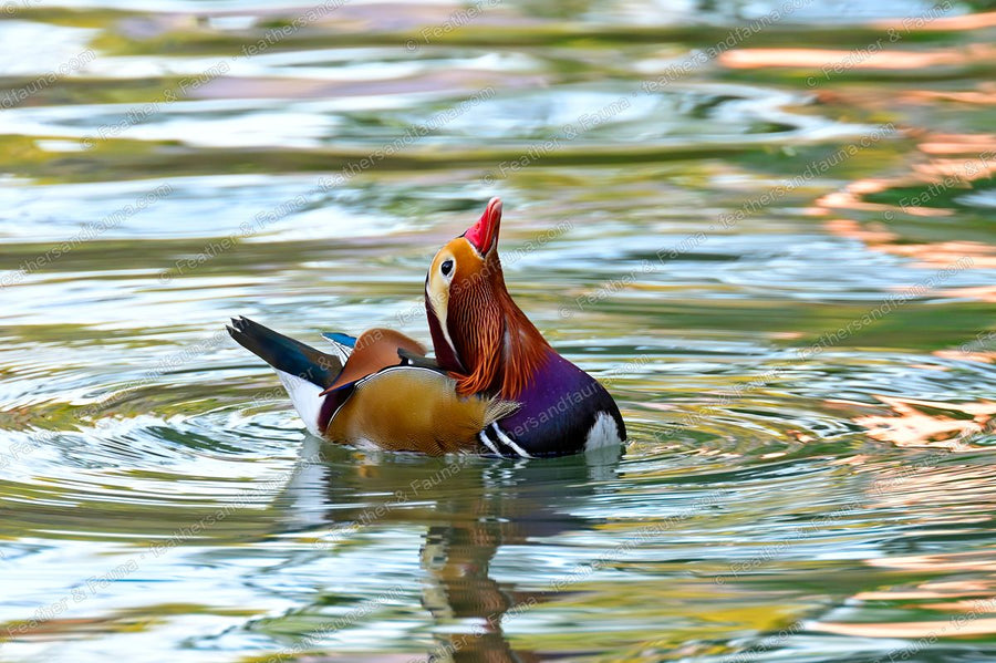 Male Mandarin Duck with head raised on rippled water.