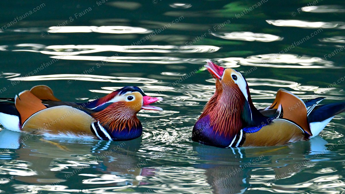 Two male Mandarin Ducks on water, one with its bill open.