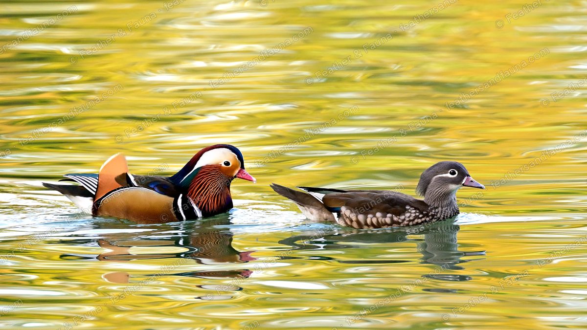 A pair of Mandarin Ducks, colourful drake and grey hen, swimming on golden water.