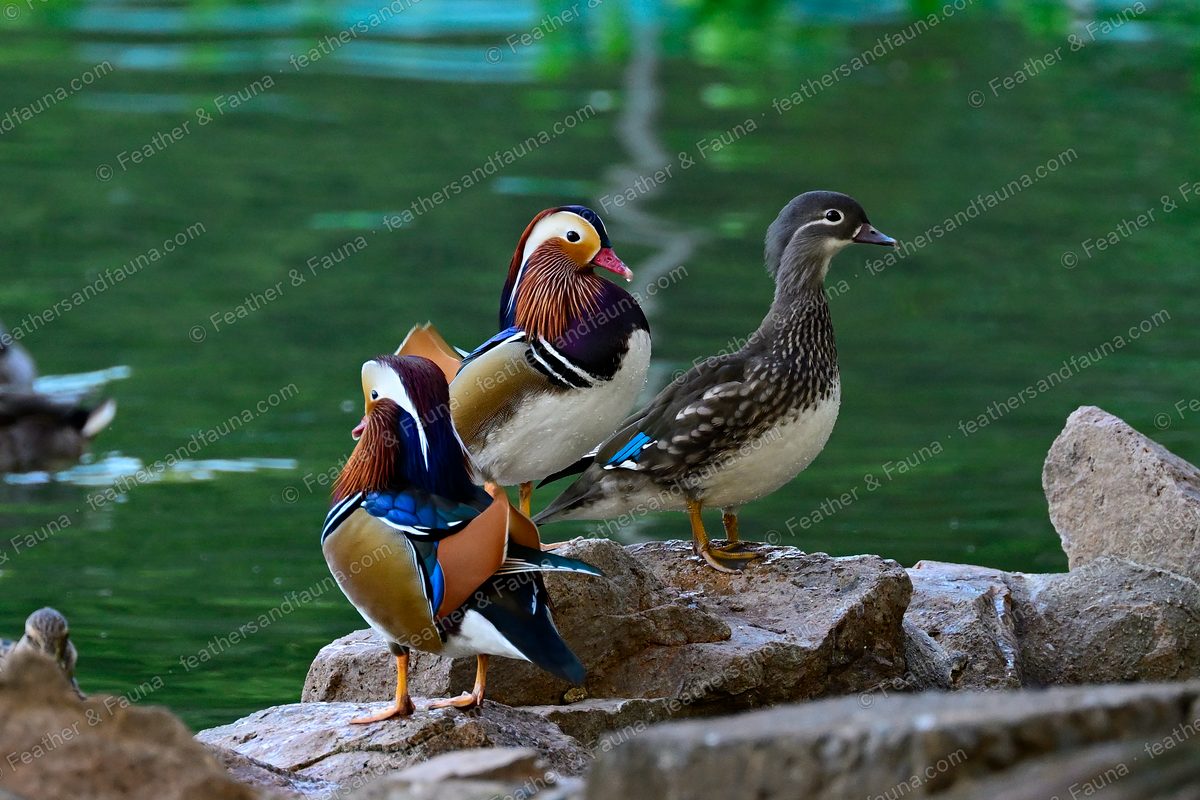 Two male Mandarin Ducks and a grey hen resting on rocks by green water.