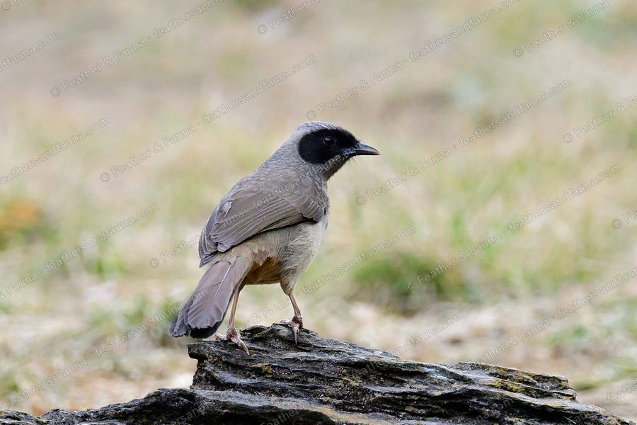 Masked Laughingthrush with a black face mask standing on a flat rock in dry grass.
