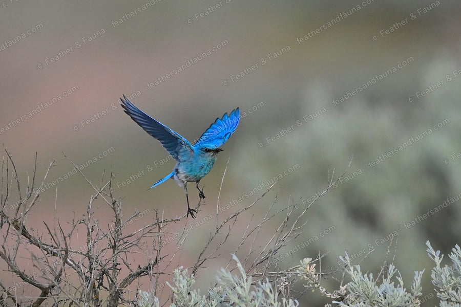 Male Mountain Bluebird, sky-blue, landing on sagebrush with wings raised.