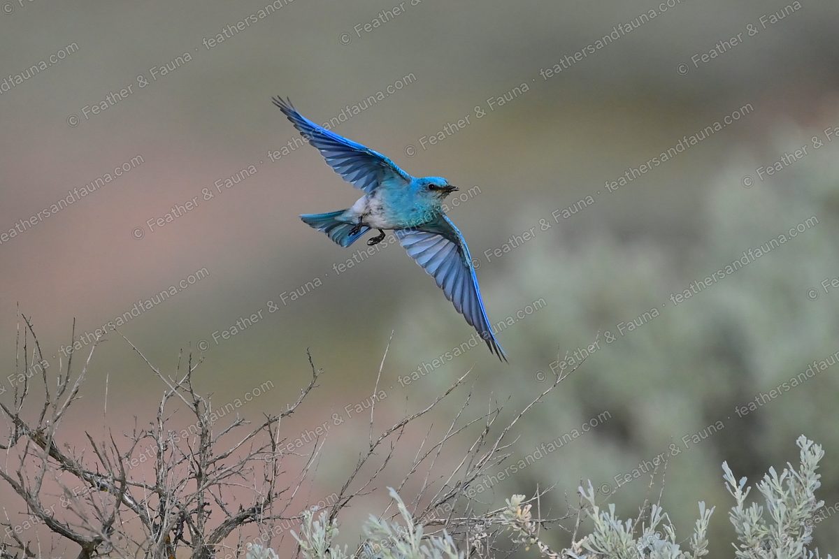 Male Mountain Bluebird in flight over sagebrush, wings spread showing sky-blue.