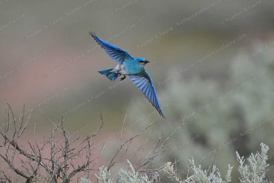 Male Mountain Bluebird in flight over sagebrush, wings spread showing sky-blue.