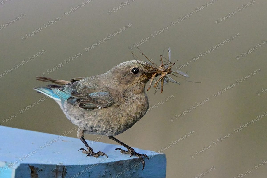 Female Mountain Bluebird holding nesting material on a painted railing.