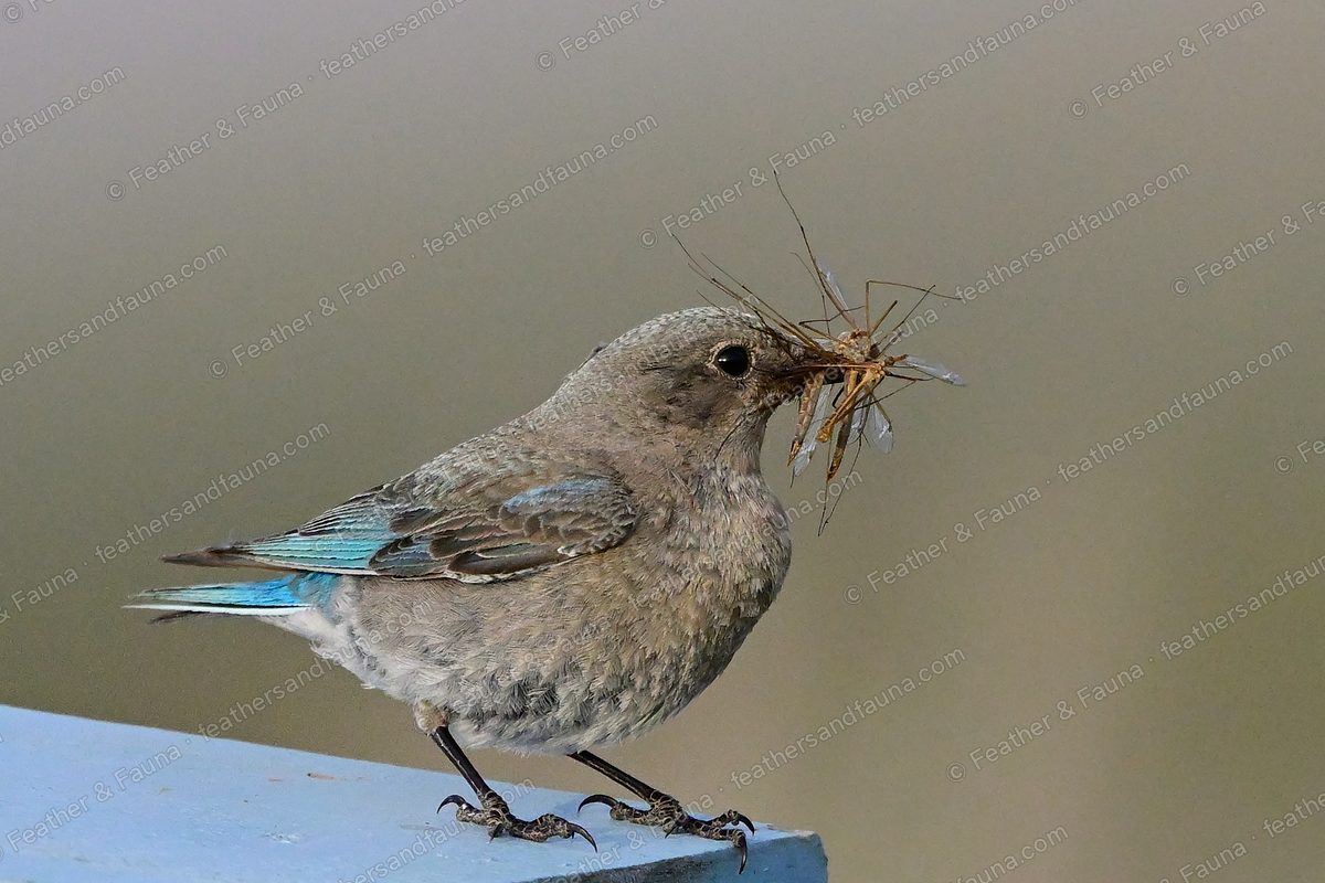 Female Mountain Bluebird on a railing with a beak full of dry grass.