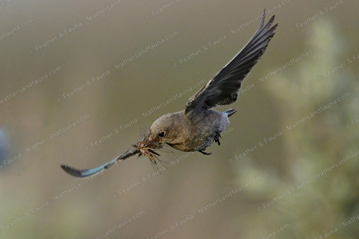Female Mountain Bluebird in flight carrying nesting material.