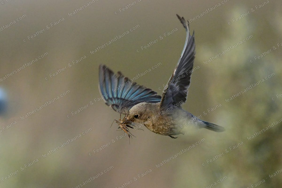 Female Mountain Bluebird banking in flight, blue wings spread, carrying nest grass.