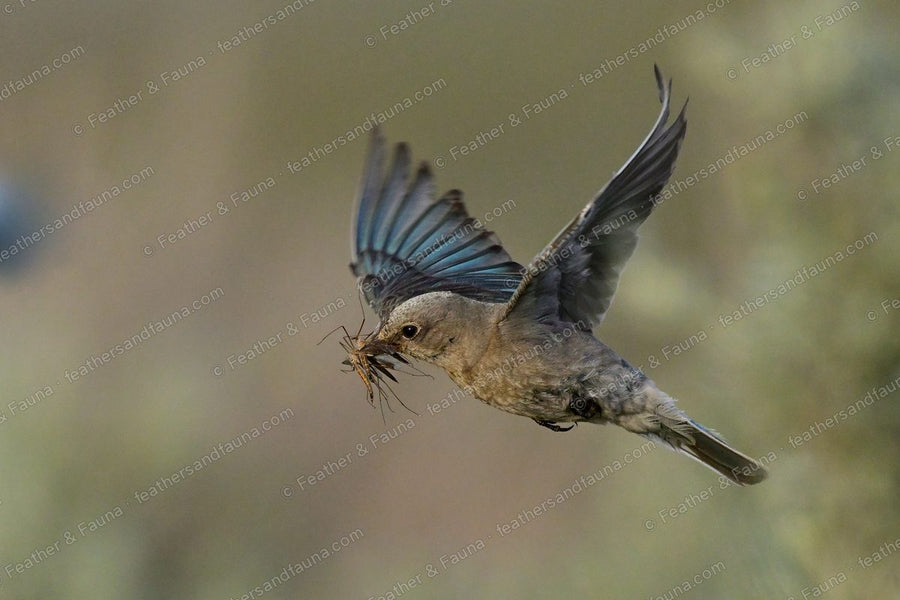 Female Mountain Bluebird flying with nesting material, blue wings fanned.