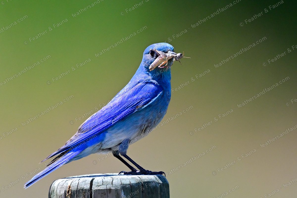 Brilliant blue male Mountain Bluebird with an insect in its bill on a fence post.