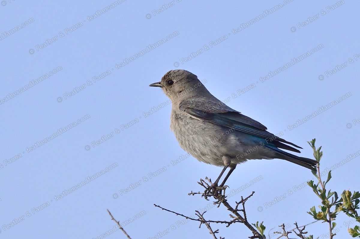 Female Mountain Bluebird, grey-brown with blue-washed wings, on a sage twig against pale sky.