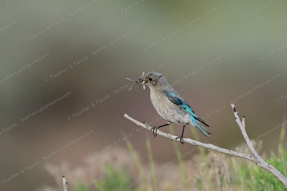 Female Mountain Bluebird with an insect in its bill on a bare twig, blue wings.