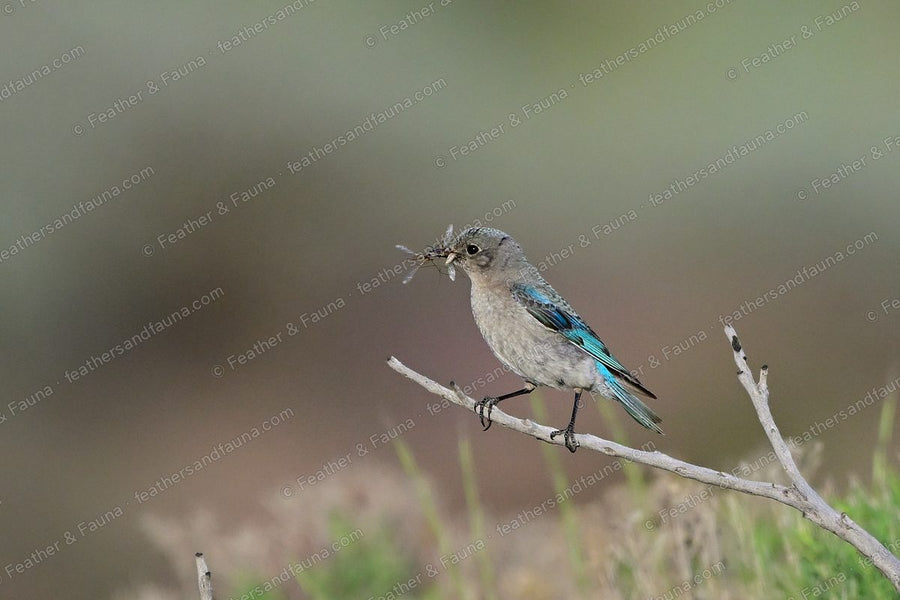 Female Mountain Bluebird with an insect in its bill on a bare twig, blue wings.