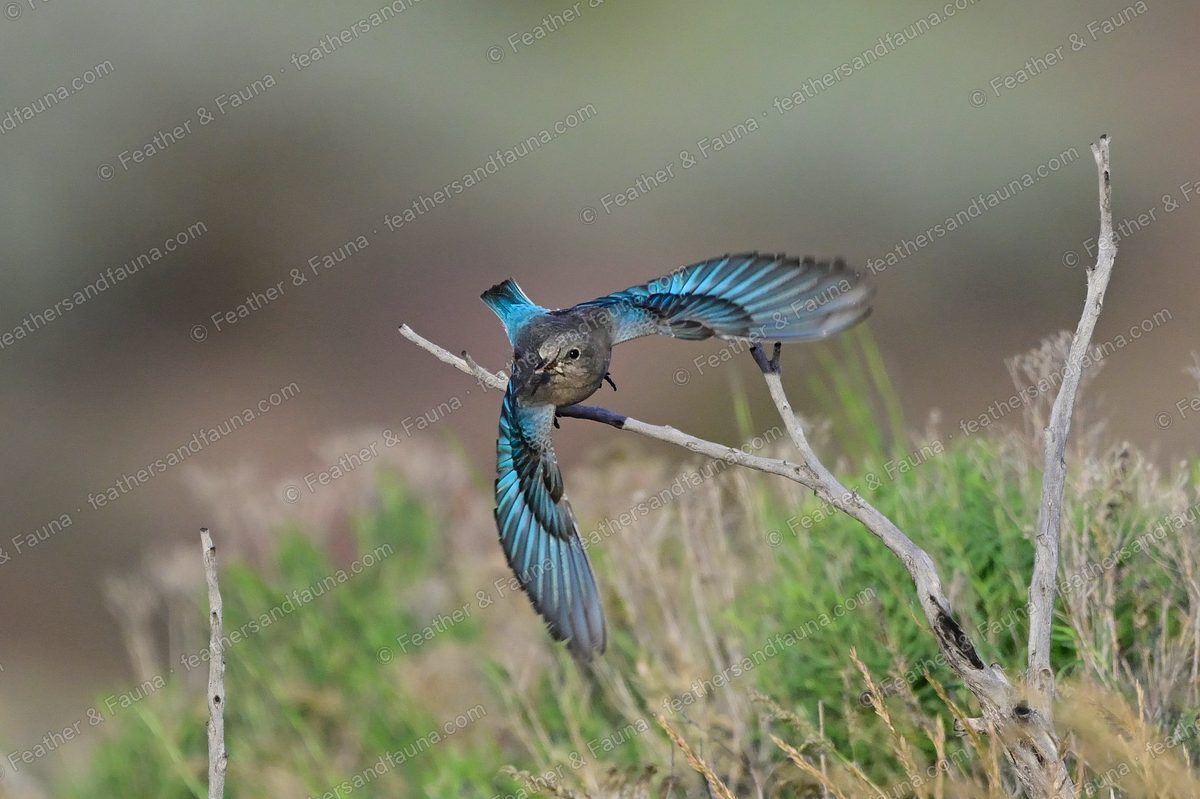 Female Mountain Bluebird flying from a dead twig with wings and tail spread, brilliant blue.