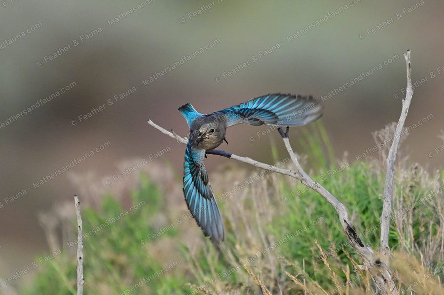 Female Mountain Bluebird flying from a dead twig with wings and tail spread, brilliant blue.