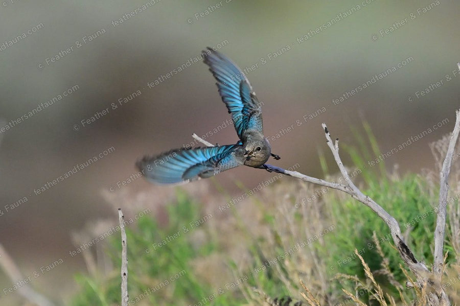 Female Mountain Bluebird flying from a dead twig, wings spread showing blue.