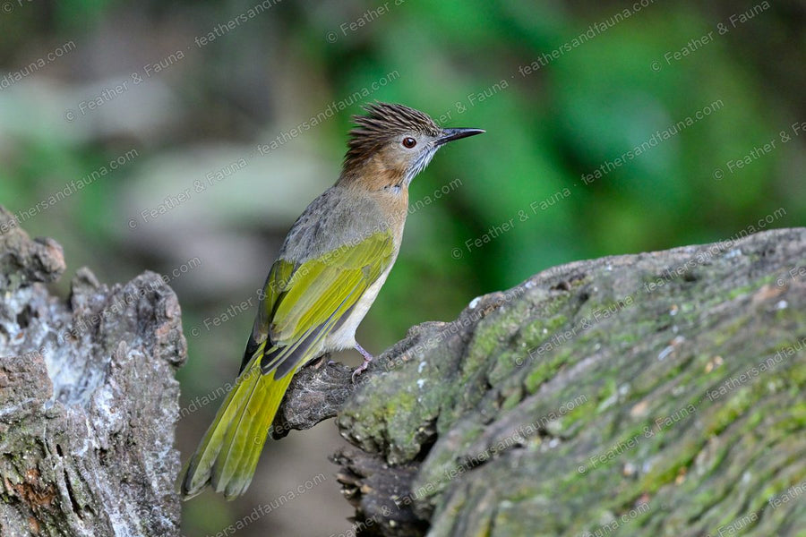 Mountain Bulbul with shaggy crest and streaked cinnamon throat on a weathered log.