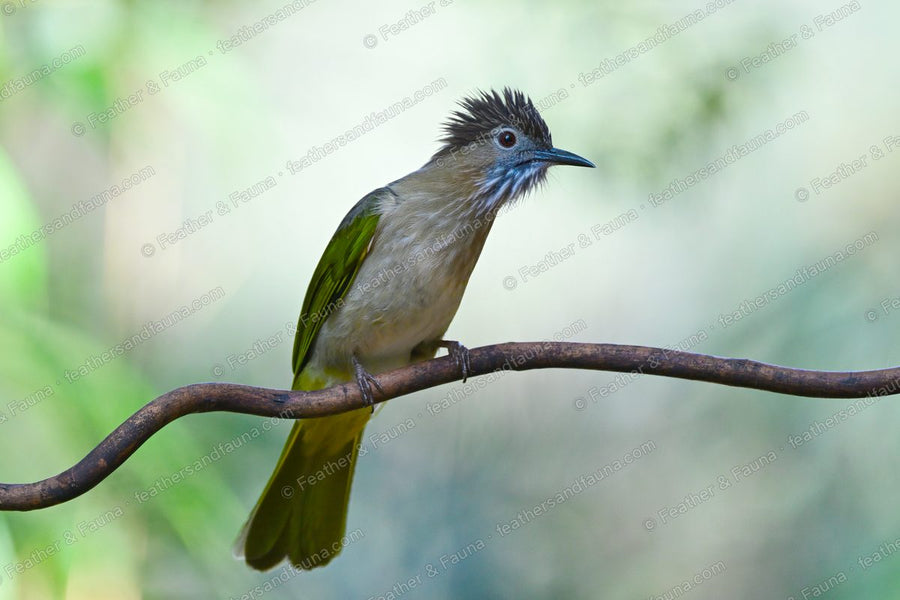 Mountain Bulbul with a shaggy crest and streaked throat on a bare branch.