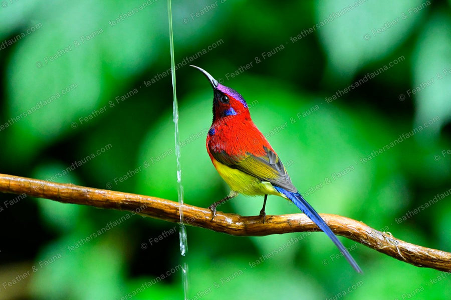 Male Mrs Gould's Sunbird with a violet crown and crimson breast on a bare branch.
