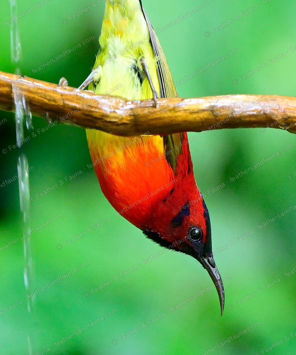 Male Mrs Gould's Sunbird hanging upside down from a branch, crimson back and violet crown.