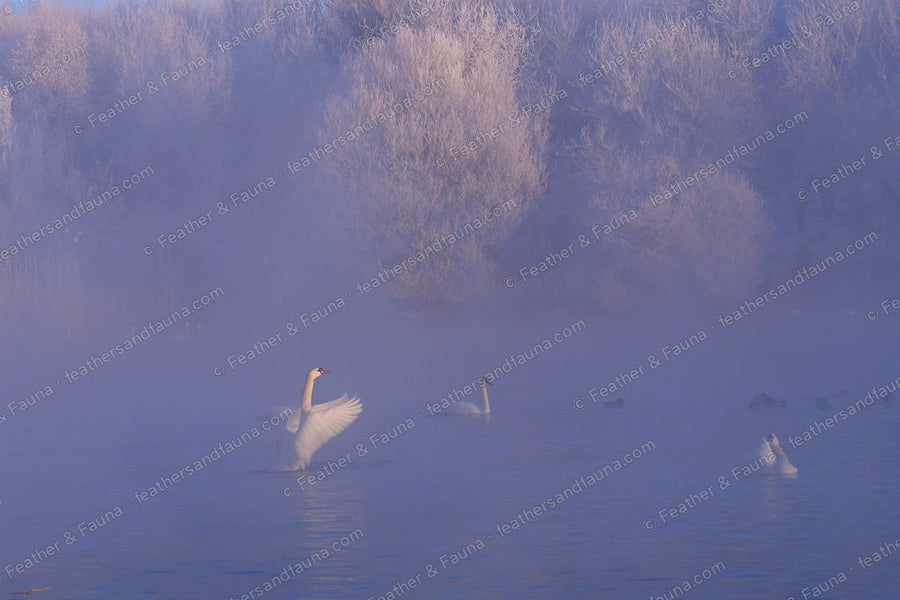 Mute Swan flapping a wing on a misty dawn lake with frost-covered trees behind.