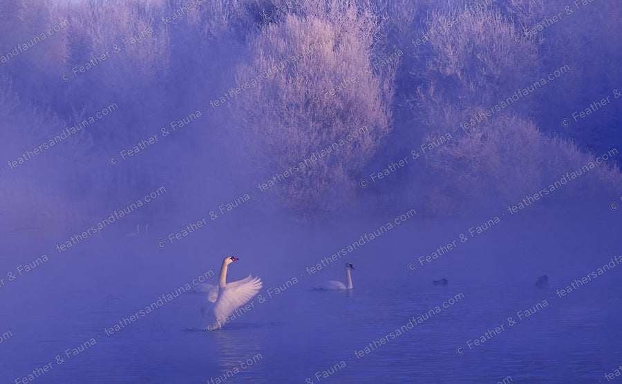 Mute Swan with a raised wing on a blue misty lake at dawn.