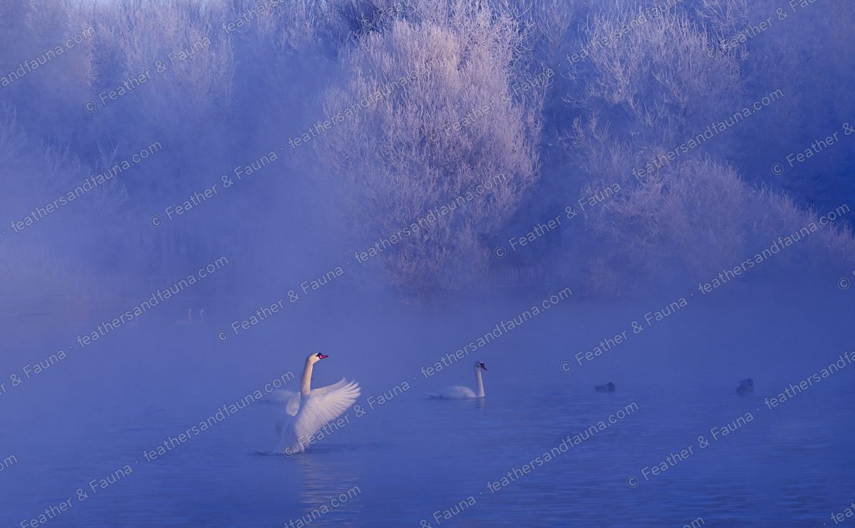 Mute Swan with one wing raised on a misty blue lake, another swan behind.