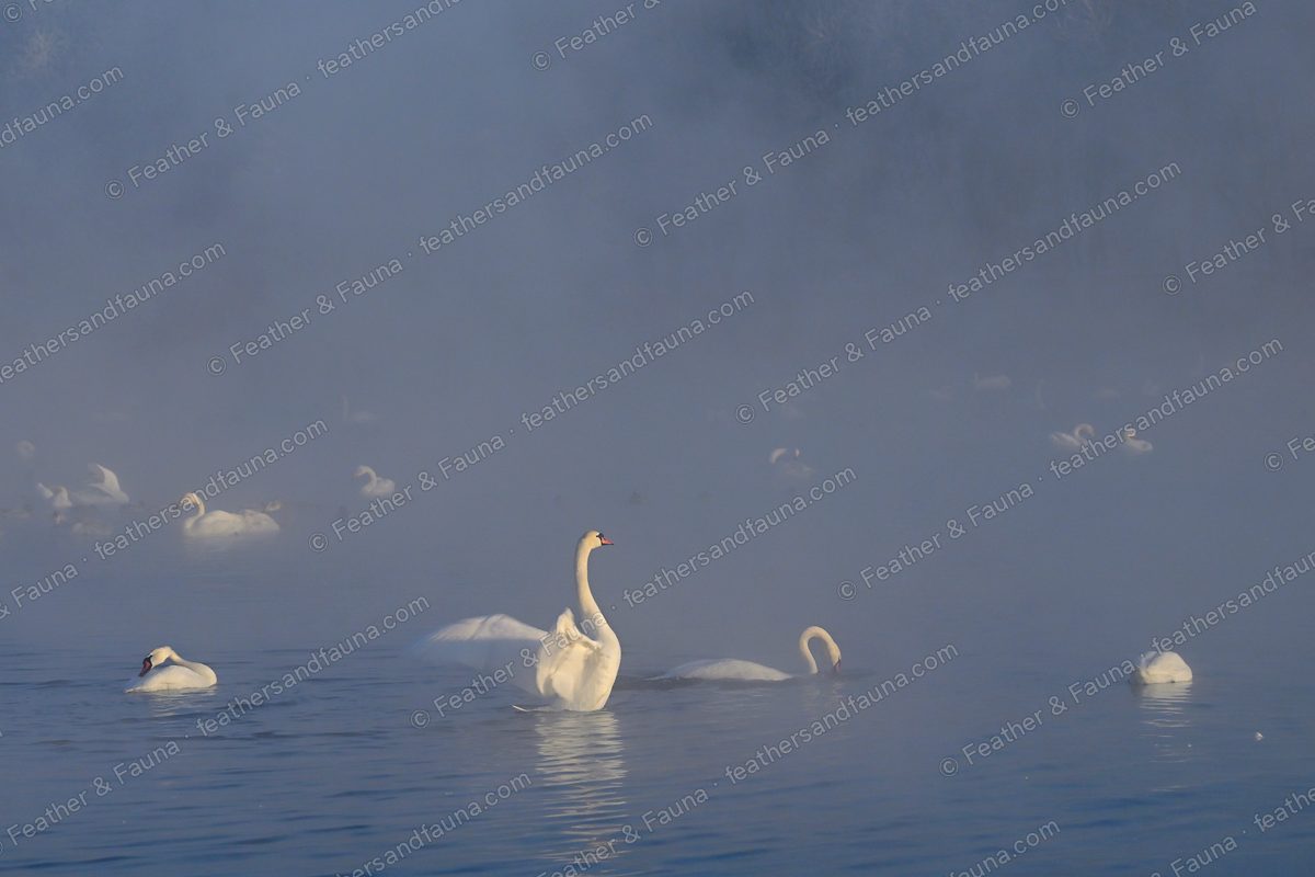Mute Swan with arched wings on a steaming misty lake, other swans behind.
