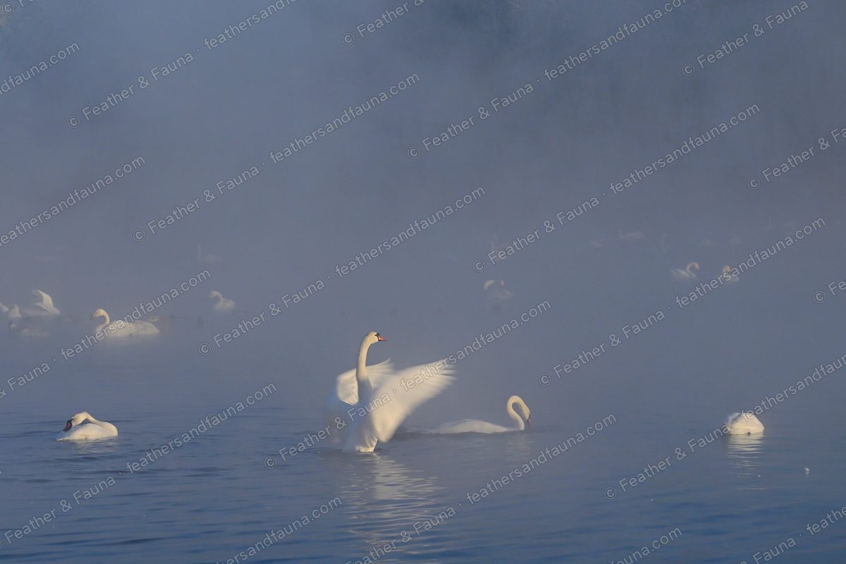 Mute Swan with wings spread on a misty blue lake at dawn.