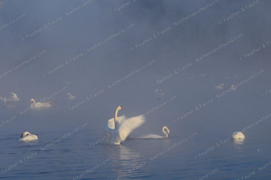 Mute Swan with wings spread on a misty blue lake at dawn.