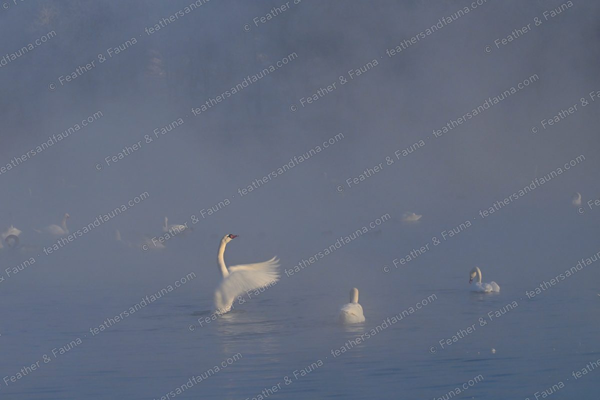 Mute Swan rearing up with raised wings on a misty lake at dawn.