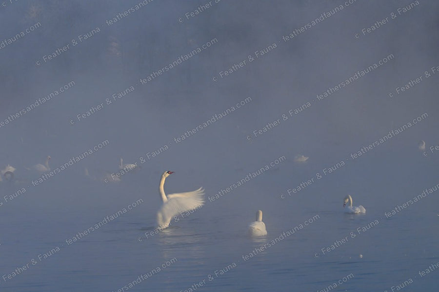 Mute Swan rearing up with raised wings on a misty lake at dawn.