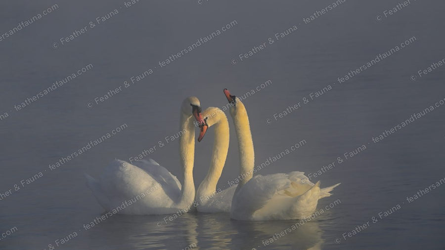 Two Mute Swans with necks curved into a heart shape on misty blue water.