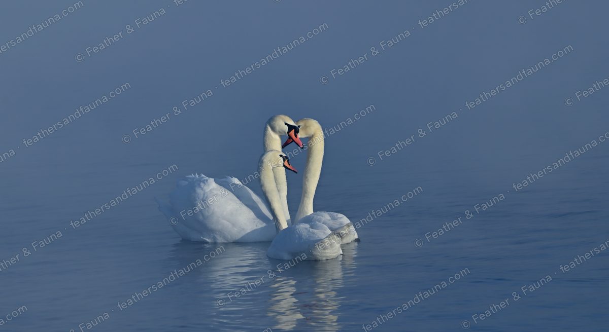 Two Mute Swans with necks forming a heart on misty blue water, reflected.