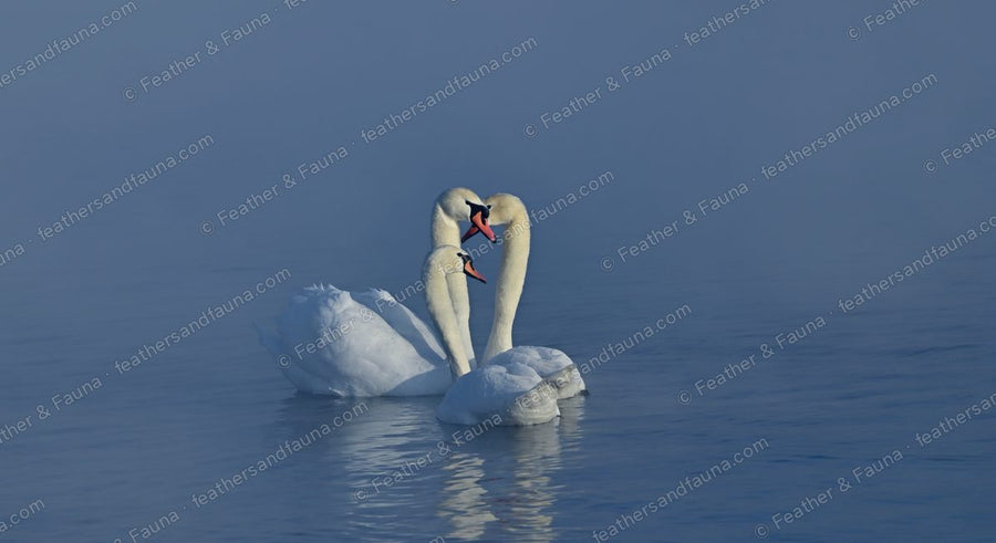 Two Mute Swans with necks forming a heart on misty blue water, reflected.