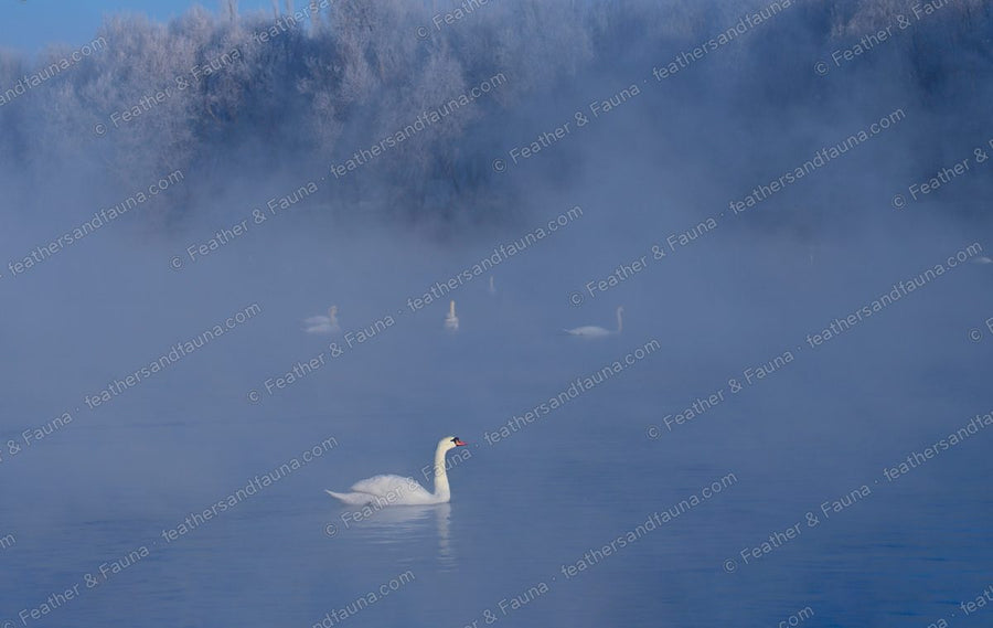 Lone Mute Swan on a misty blue lake at dawn with frost-covered trees behind.
