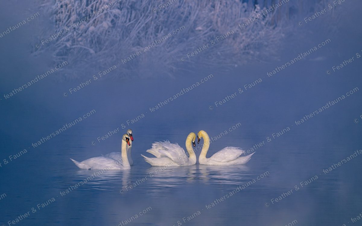 Three Mute Swans on misty blue water, two with necks forming a heart.